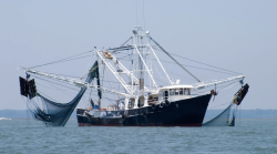 "Pescatori di nuovo in mare a dicembre: stop al fermo a fine novembre e ristori in arrivo"