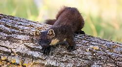 Donnole, martore e faine: due giorni sulle tracce dei piccoli carnivori al museo e al parco