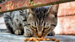 Nasce la Consulta degli animali: patto tra il Comune e quattro associazioni