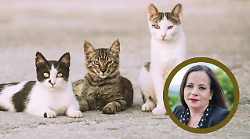 Il Comune avvia una campagna di sterilizzazione dei gatti randagi