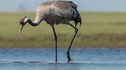 Le gru scelgono la Maremma per il loro svernamento