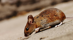 Al via un nuovo intervento di derattizzazione a Orbetello