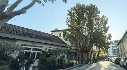 Maxi-piano di abbattimento, l'esperto smentisce il Comune: "Quegli alberi sono quasi tutti sani"