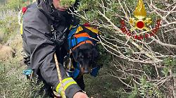 Cane precipita per dieci metri in un dirupo durante una battuta di caccia al cinghiale