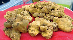 Marchio Umbria per fare finalmente squadra