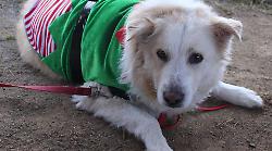 Cagnolini vestiti a festa: il contest con premi ai migliori outfit natalizi