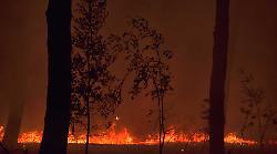 Prevenzione incendi: al via il Piano per le pinete litoranee di Grosseto e Castiglione della Pescaia