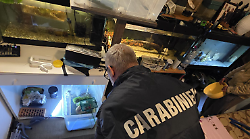 Allevamento abusivo di gamberi esotici, sequestrati crostacei e acquari