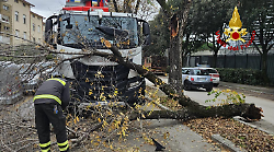 Grosso ramo cade sul parabrezza di un camion dei rifiuti in servizio