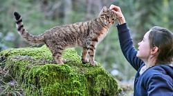 Vita da gatto: stasera 29 dicembre su Rai 3 la tenera avventura che racconta come crescere insieme