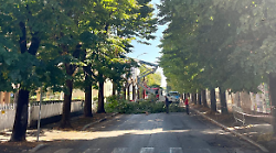 Diffida al Comune per l'abbattimento di 215 alberi in citt&agrave;