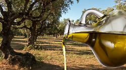 Olio toscano sotto assedio tra mercati globali e frodi. Cosa sta succedendo a uno dei migliori prodotti del mondo