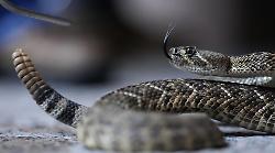 Gli animali pi&ugrave; pericolosi: in nuovo episodio stasera in prima tv