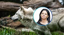 Allarme predazioni: nuovo gregge colpito, Pastorelli: &laquo;Un disastro senza precedenti&raquo;