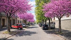 Comune abbatte 26 ippocastani malati: in arrivo gli alberi di Giuda