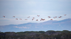 Quasi 8mila uccelli acquatici nel Parco della Maremma: le foto spettacolari dei monitoraggi