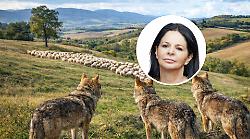 Lupi, vitello sbranato e pastori allo stremo: &laquo;Cos&igrave; non possiamo andare avanti&raquo;