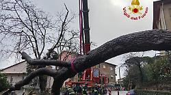 Ora i pini minacciano anche i paesi: paura a Scansano per il crollo di un albero