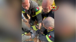 Intrappolato nella recinzione, ma salvo: daino liberato dai Vigili del fuoco