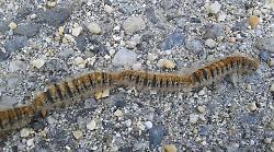 Processionaria, allarme pini in tutta la Maremma: parte la lotta nelle Colline Metallifere