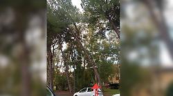 Pino crolla nella notte e schiaccia due auto, ora la paura: &ldquo;Qui altri alberi pericolanti"