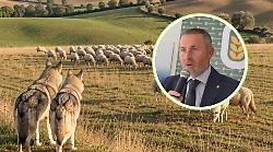 Lupo declassato, in Toscana via libera al prelievo di 22 esemplari, Confagricoltura: "Finalmente cambio di passo, ma necessari strumenti efficaci"