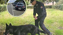 Collare elettrico vietato per controllare il cane: padrone sanzionato dai carabinieri