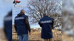 70 pecore fantasma nell'allevamento: scattano il blocco sanitario e la maxi multa al titolare