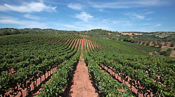 Maremma mecca del Ros&eacute;: per Londra &egrave; la risposta alla Provenza