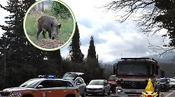 Da Firenze alla Maremma: la morte del motociclista ricorda che l'emergenza cinghiali c'&egrave; ancora