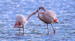 Domenica alla Diaccia Botrona: l'evento gratuito a caccia di scatti e birdwatching tra i fenicotteri