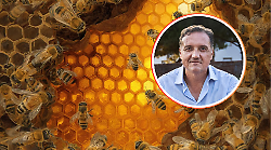 Sos api: zero tregua alla Vespa velutina, 1.300 nidi eliminati