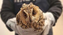 Maremma selvaggia: dal trauma al sogno del ritorno in libert&agrave; per il gufo salvato dai carabinieri forestali