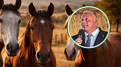 Cavalli, lo stop alla carne divide: &laquo;No a scelte ideologiche che colpiscono imprese e territori&raquo;