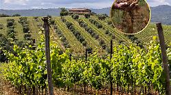 Vino Superiore e riconosciuto: il Morellino di Scansano alza l&rsquo;asticella della qualit&agrave; e va in Gazzetta Ufficiale