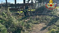 Paura a Follonica: pino crolla sulla pista ciclabile. Ancora allarme alberi pericolanti in Maremma