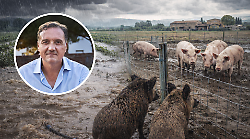 Piogge e Peste suina africana, doppio fronte per l&rsquo;agricoltura toscana