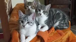 Hai un animale? Se vivi in Toscana la Regione ti rimborsa il veterinario. Ecco i requisiti