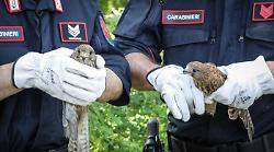 Natura prima di tutto: la Maremma rinnova lo scudo per i piccoli falchi