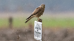 Domenica un viaggio tra i segreti della palude maremmana: torna "Esplora la Diaccia Botrona"