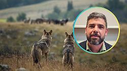 Lupi, nuovo attacco in Maremma. Cia: &laquo;Il Senato ha deciso, ora si applichi il declassamento&raquo;