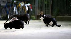 Microchip per i gatti, canili e nuove regole: Grosseto e i progetti sugli animali