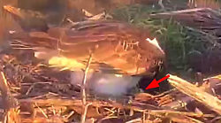 Il falco pescatore torna a nidificare nel Parco della Maremma: la storia di Marion e Belloc