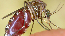 Via al piano anti-zanzare: scattano divieti e multe fino a 500 euro