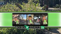 Pini s&igrave; o no? Grosseto si divide, ma tra pericoli e strade devastate agire &egrave; inevitabile