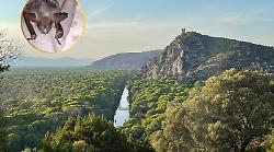 Dalle ferite al ritorno alla vita: la storia del pipistrello salvato nel Parco della Maremma