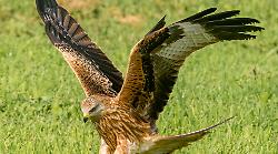 Il nibbio reale vola di nuovo in Maremma e il capovaccaio si salva grazie al Cerm