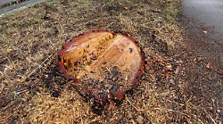 Grosseto, nuovo taglio degli alberi in città:  cittadini sul piede di guerra
