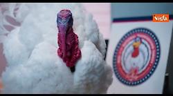 Ecco Gobble e Waddle, i due tacchini graziati da Trump per festa Ringraziamento