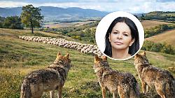 Lupi, vitello sbranato e pastori allo stremo: &laquo;Cos&igrave; non possiamo andare avanti&raquo; nella foto Mirella Pastorelli